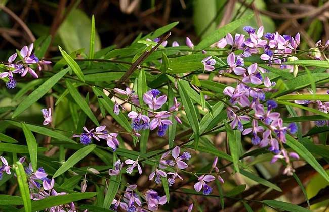 遠(yuǎn)志圖片 遠(yuǎn)志圖片