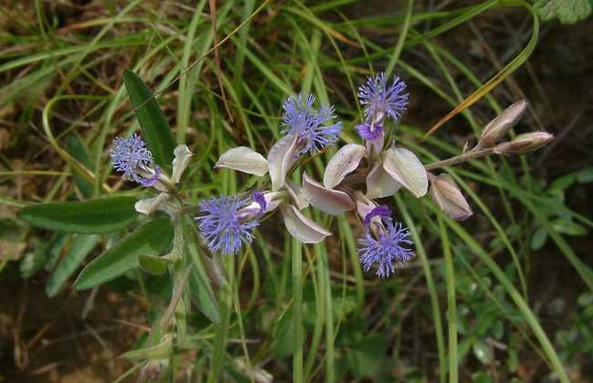 遠(yuǎn)志病蟲害防治技術(shù) 遠(yuǎn)志病蟲害防治技術(shù)