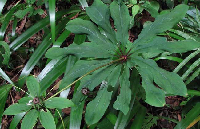 重樓品種圖片大全 重樓品種圖片大全