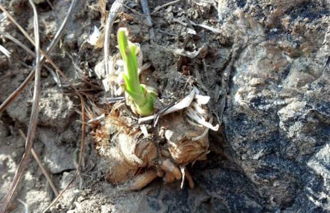 知母和黃柏的區(qū)別 知母和黃柏的區(qū)別