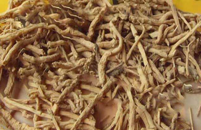 遠(yuǎn)志的食用方法 遠(yuǎn)志的食用方法