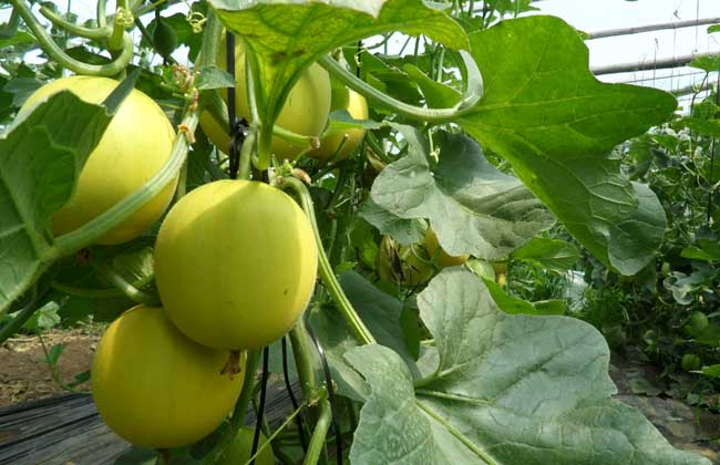 甜瓜病蟲害防治技術