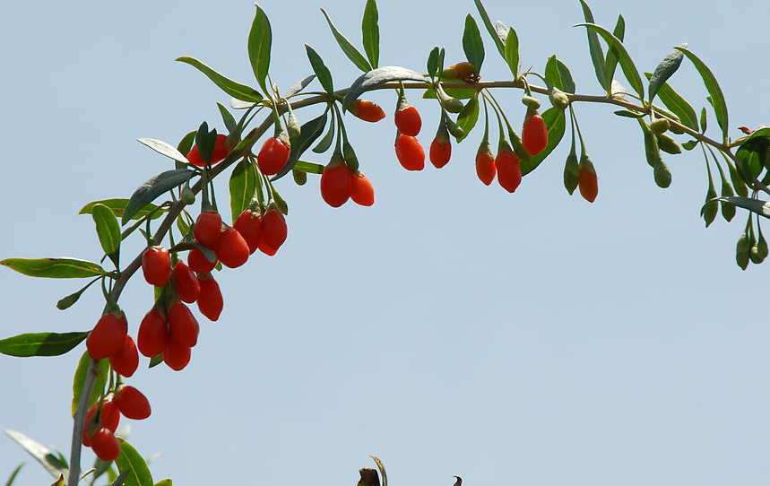 黑枸杞要怎么吃才養(yǎng)生 枸杞怎么吃效果最好