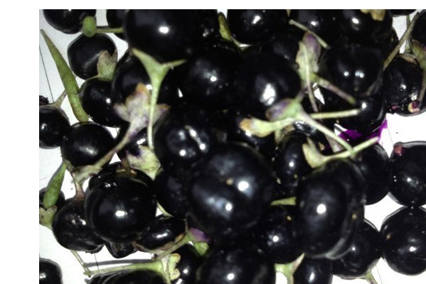 枸杞四季吃法不同 枸杞怎么吃效果最好