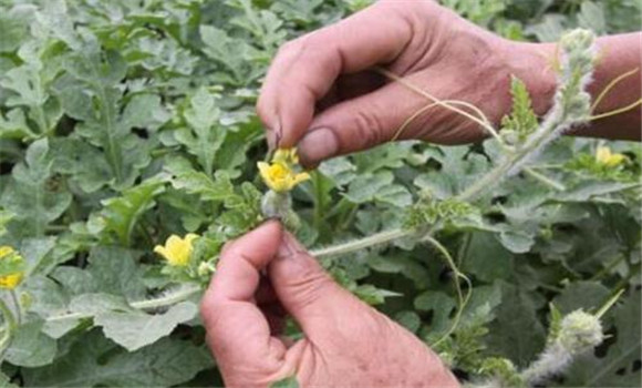 整枝、授粉