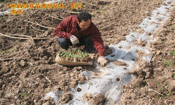 放苗、間苗、補(bǔ)苗