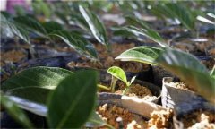 鳳梨的種植密度、育苗方法 鳳梨的種植方法