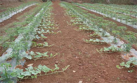 西瓜的整技、壓蔓方法