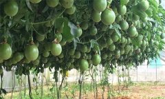 百香果施肥管理技術