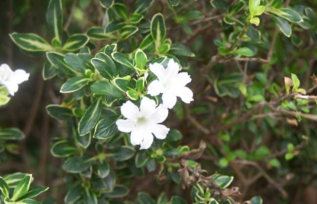 六月雪種類圖片大全 六月雪怎么養(yǎng)