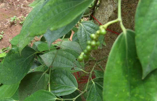 糧食品種知識(shí)