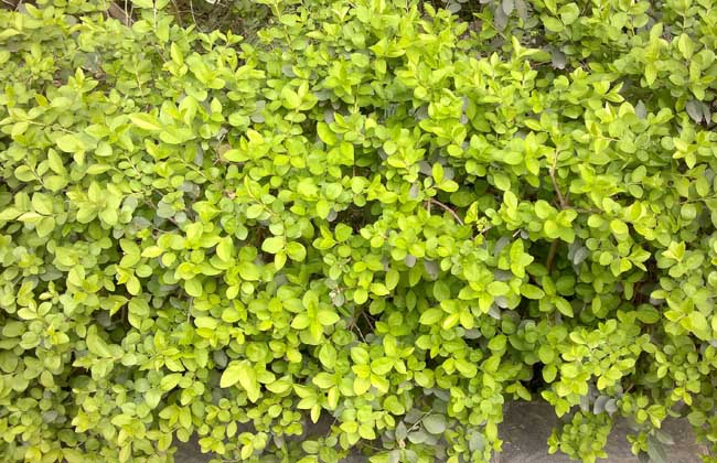 黃葉假連翹圖片 連翹種植技術(shù)