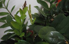 金錢樹的參考價(jià)格是多少，金錢樹的生長習(xí)性簡