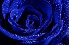 藍(lán)色妖姬多少錢一朵，藍(lán)色妖姬代表什么意思？