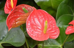 紅掌能放在臥室嗎？