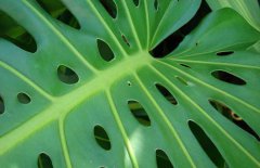 龜背竹能養(yǎng)在室內(nèi)嗎？