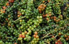 胡椒的產(chǎn)地分布，目前有哪些品種？