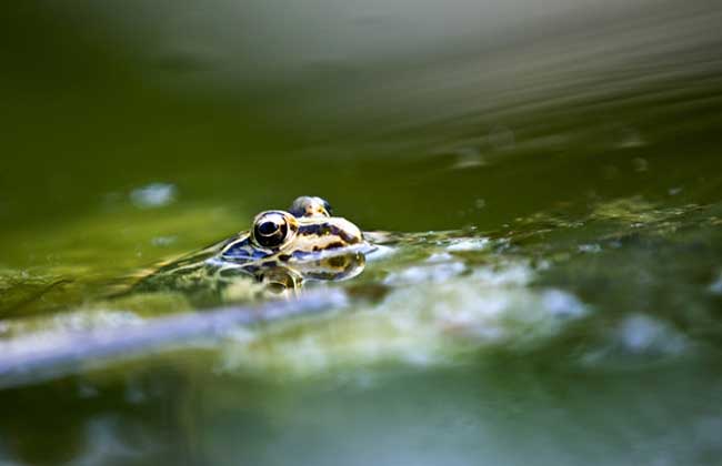 青蛙的生長過程 青蛙飼養(yǎng)管理技術(shù)