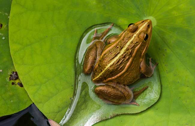 青蛙吃什么食物 青蛙養(yǎng)殖方法