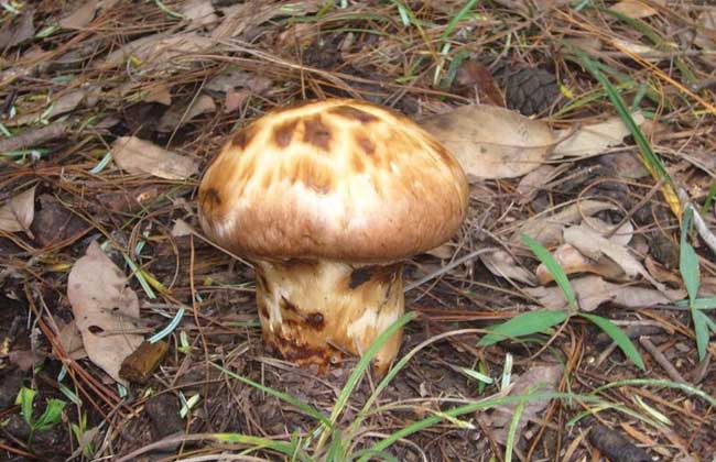 松茸的保存方法 經(jīng)濟(jì)作物種植方法