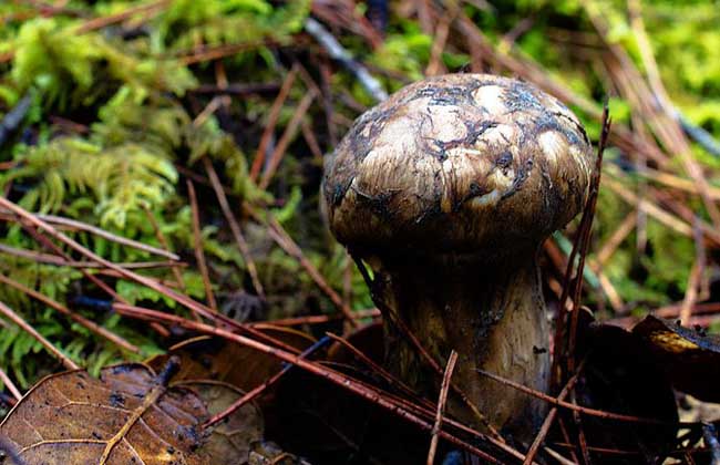 松茸和松露的區(qū)別 經(jīng)濟(jì)作物種植管理方法