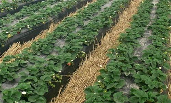 撤除防寒物，清理園地