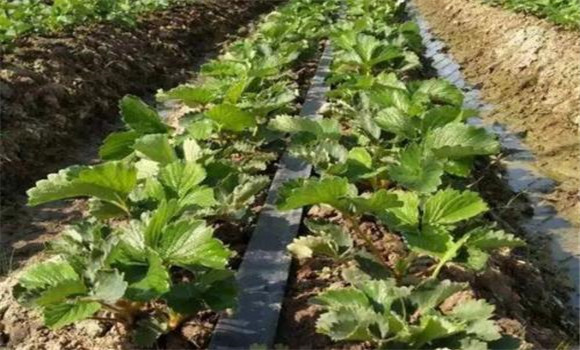 合理追肥，適時(shí)灌水