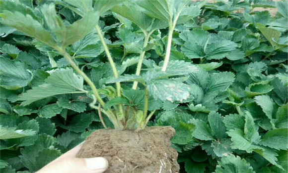 怎樣起草莓苗，如何包裝運(yùn)輸和貯藏