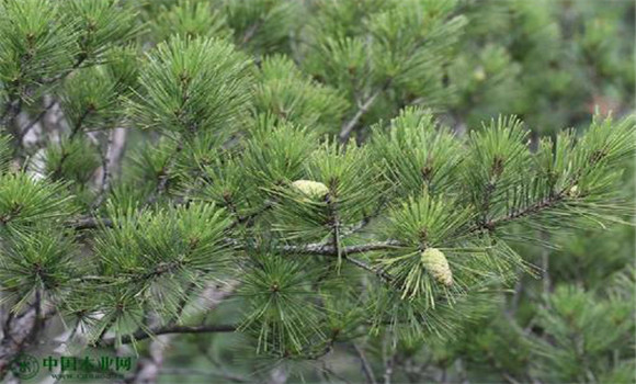 赤松的變種、變型及品種