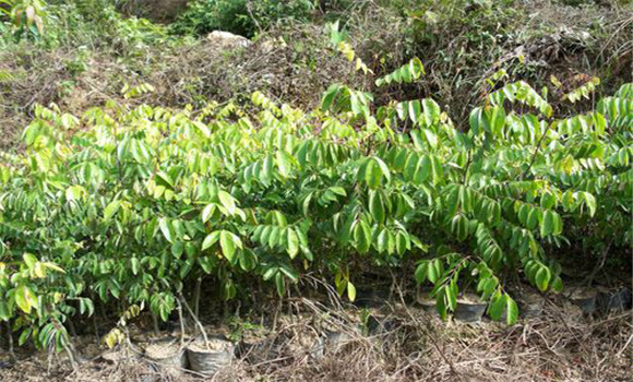 楊桃樹的種植技術