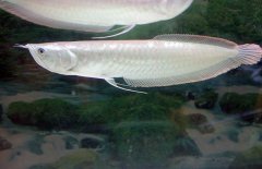 銀龍魚不吃食怎么辦，是什么原因?qū)е碌? /></a>
            <a href=