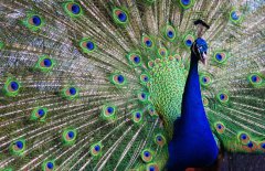 孔雀開屏是公的還是母的?孔雀為什么會開屏