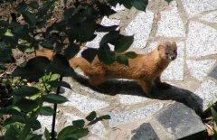 黃鼠狼吃什么食物,黃鼠狼飼養(yǎng)方法