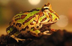 角蛙的飼養(yǎng)方法，角蛙如何飼養(yǎng)