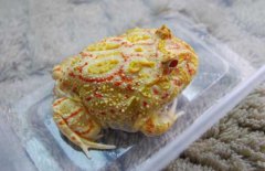 角蛙好養(yǎng)嗎？角蛙怎么養(yǎng)？