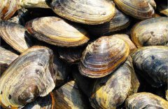 河蚌吃什么食物,河蚌的養(yǎng)殖方法