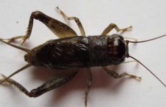 蟋蟀和蛐蛐的區(qū)別，它們是一種動(dòng)物嗎？