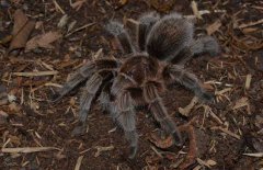 火玫瑰蜘蛛咬人嗎？