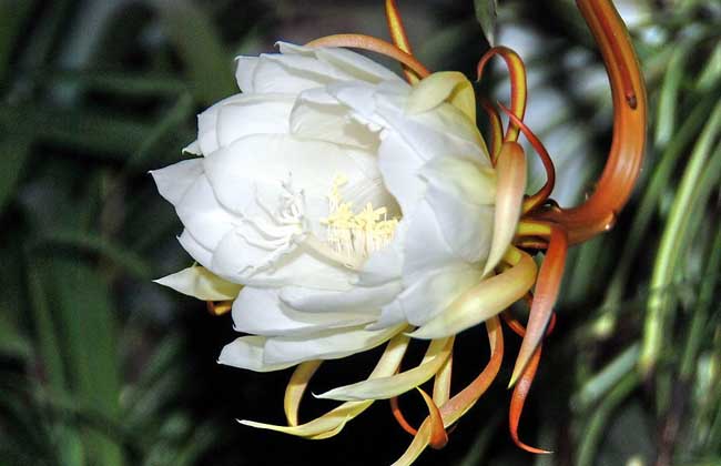 曇花可以吃嗎 曇花種植方法