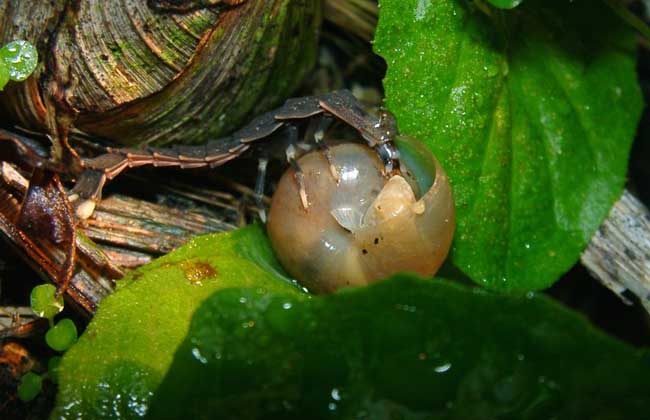 螢火蟲如何養(yǎng)殖，螢火蟲養(yǎng)殖方法