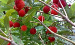 楊梅種植技術與管理:楊梅對生長環(huán)境的需求