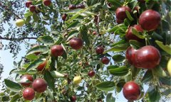 棗樹裂果是怎么回事，棗樹裂果病怎樣防治？