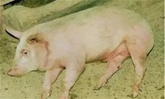 豬旋毛蟲病的癥狀，豬旋毛蟲病的防治