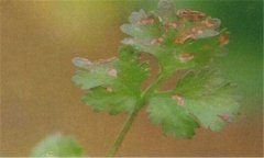 香菜葉斑病的發(fā)病條件，香菜葉斑病的防治