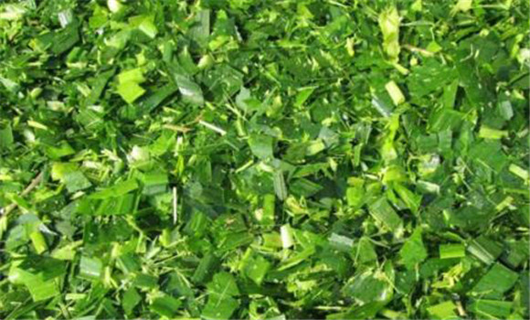 青飼料的切碎方法