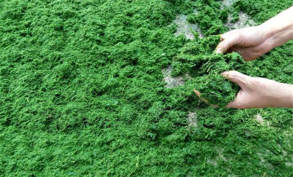 青飼料含水量高，消化率高，適口性好