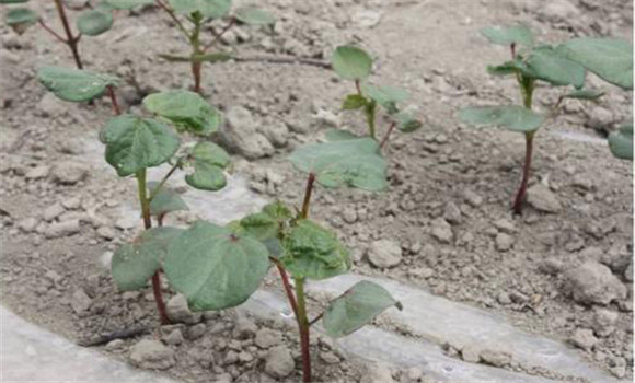 棚內(nèi)土壤酸化、鹽堿化的原因及危害