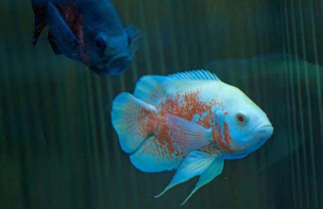 地圖魚(yú)疾病防治