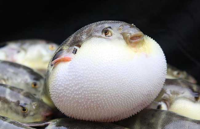 河豚之死的寓意 河豚飼養(yǎng)方法