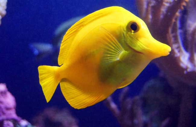 哪些魚離開水還能活?